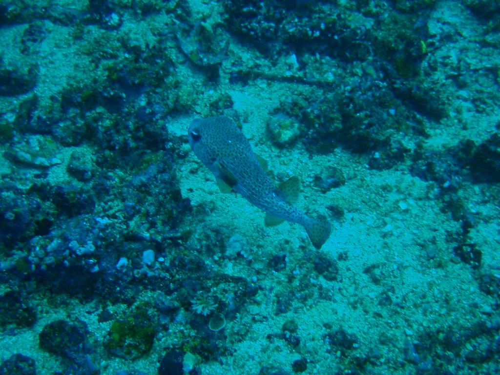 Fun dive - SM Resort Anilao - phillippines - Bthelehem