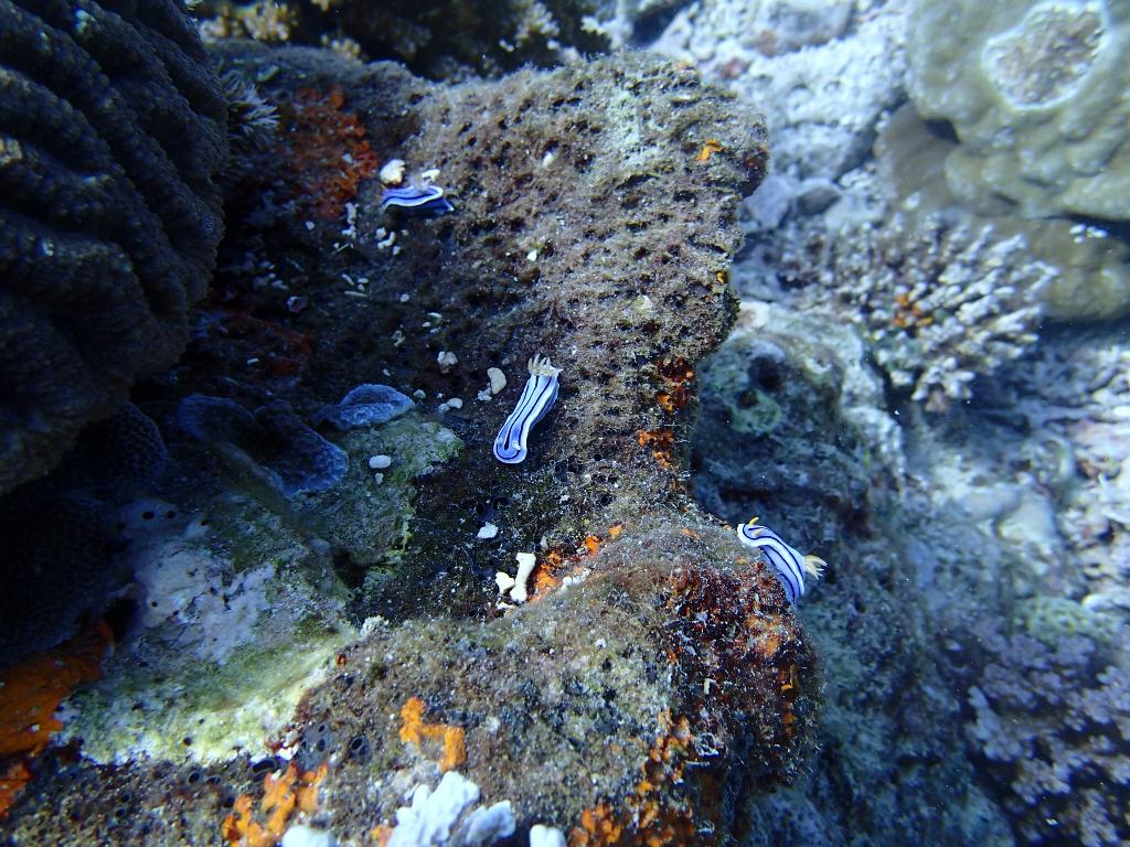 필리핀,보라카이 - ANGOL