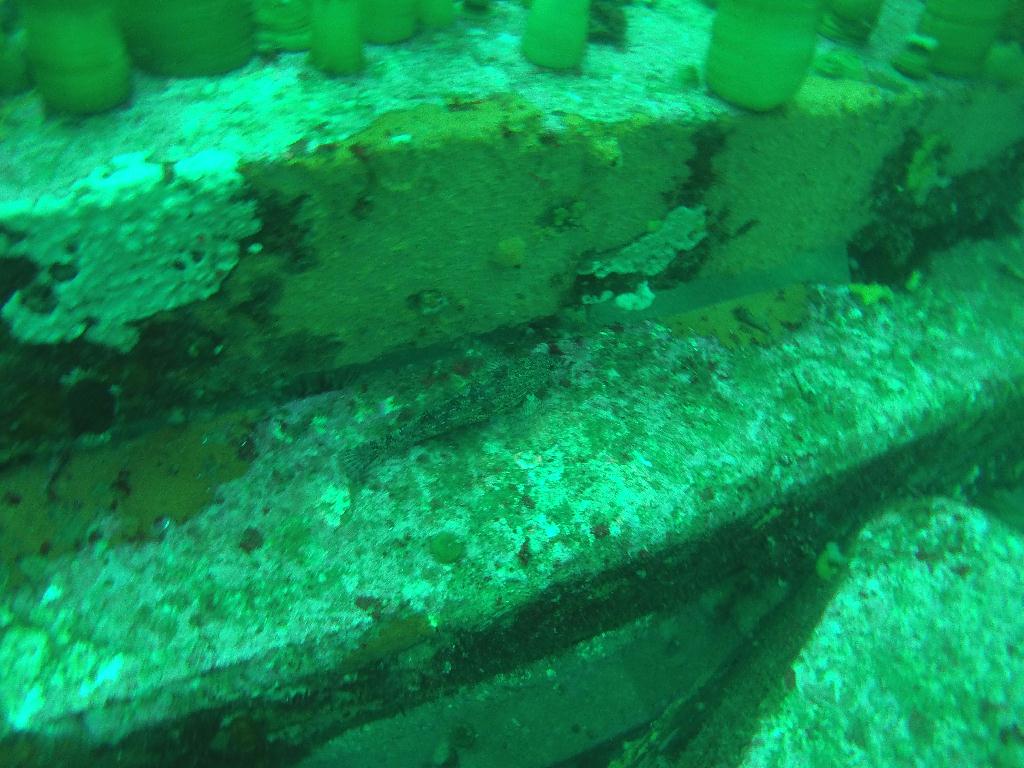 펀다이빙 인공 어초 - 고성 문암다이브리조트 - 인공어초