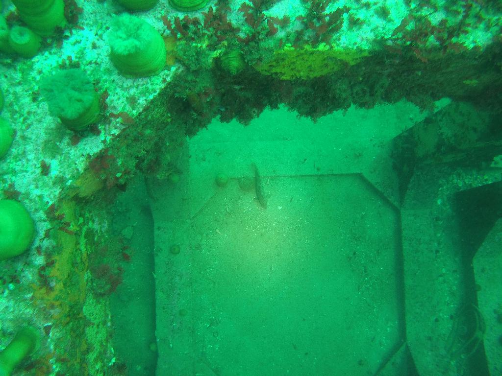 펀다이빙 인공 어초 - 고성 문암다이브리조트 - 인공어초