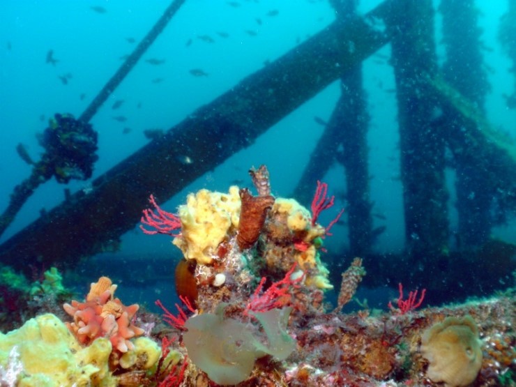 펀다이빙 - 경포 다이브 리조트 - 해중공원