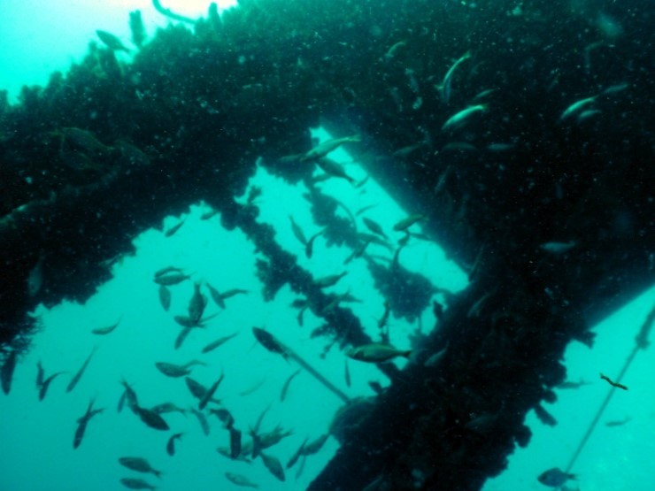 펀다이빙 - 경포 다이브 리조트 - 해중공원