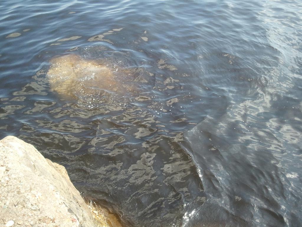 펀다이빙 - 경남 남해 하야루비 - 마안도