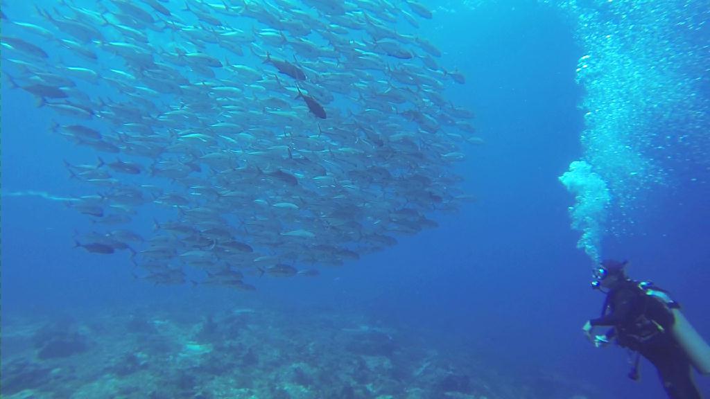 세부 릴로안 아포섬 - 맘사