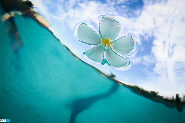 필리핀 두마게티 - 아포 아일랜드 & 다윈