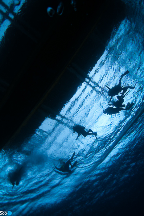 필리핀 두마게티 - 아포 아일랜드 & 다윈