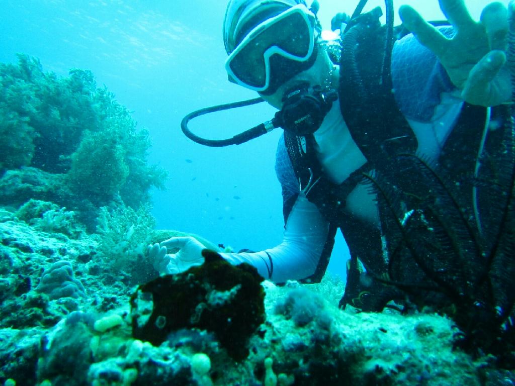 펀다이빙 - 보홀 발리카삭 - 블랙 포레스트