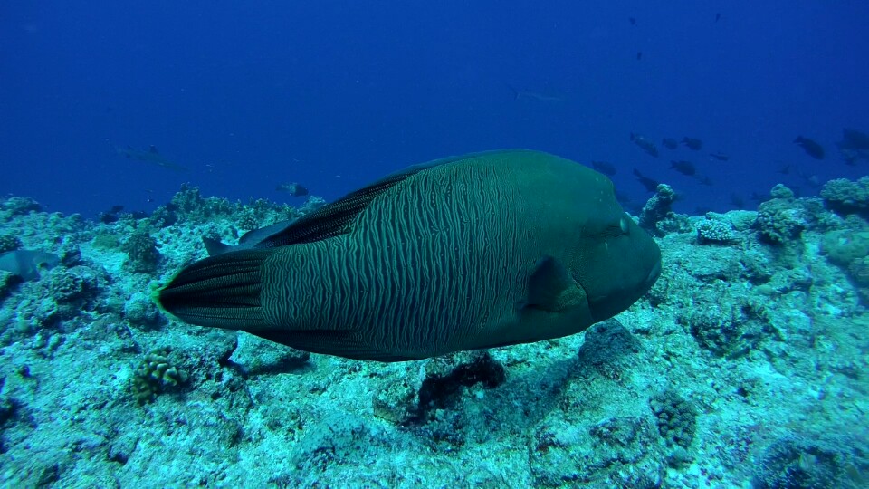 Palau - Blue Coruer