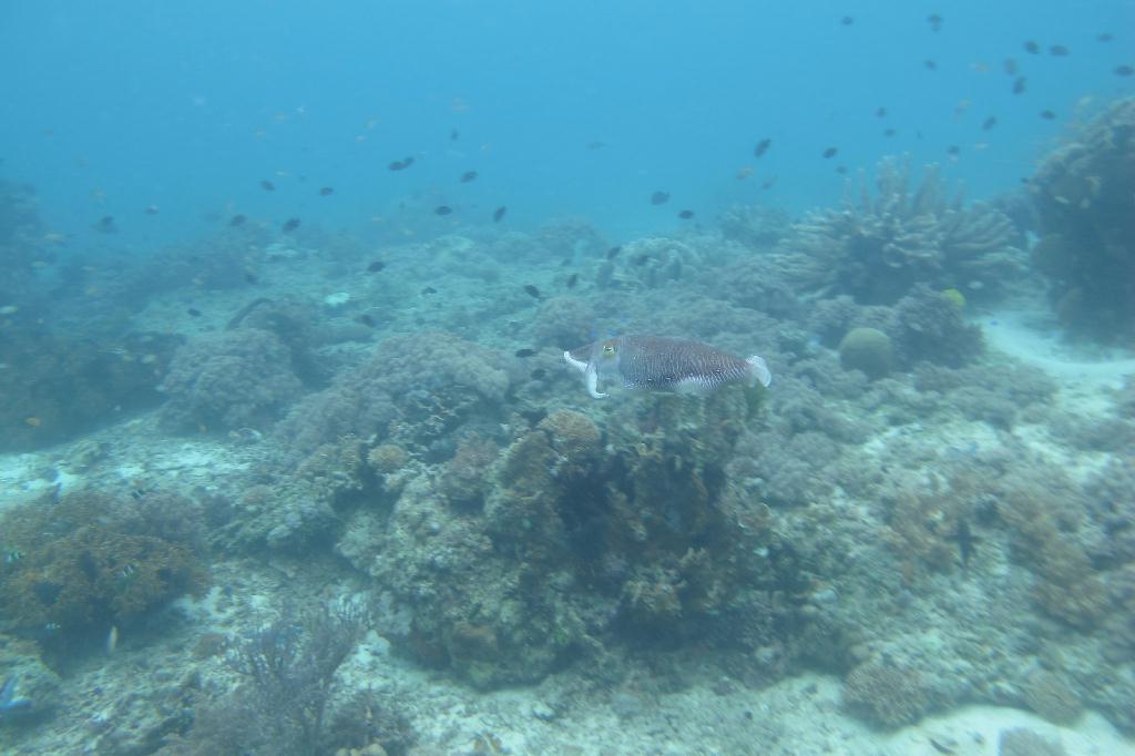 Anilao,PHILIPPINES - Elpinoy