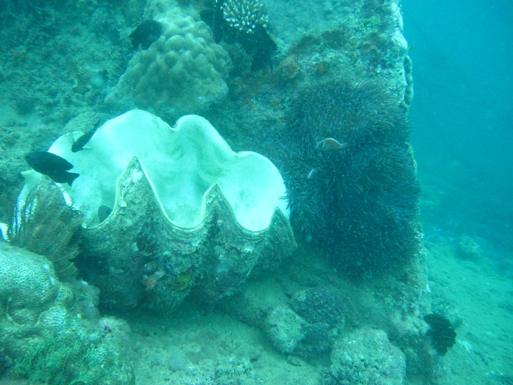 Anilao,PHILIPPINES - Twin Rock