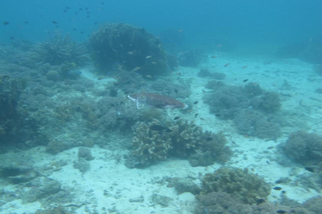 Anilao,PHILIPPINES - Elpinoy