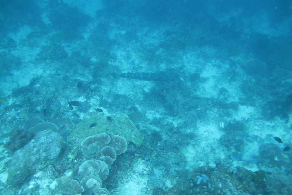 Anilao,PHILIPPINES - Elpinoy