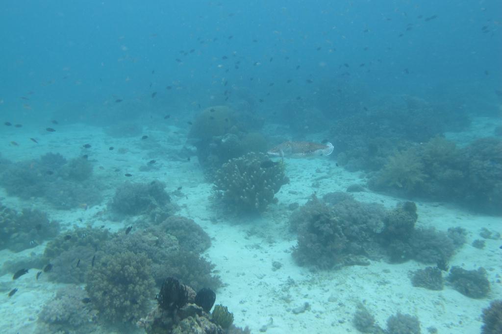 Anilao,PHILIPPINES - Mainit