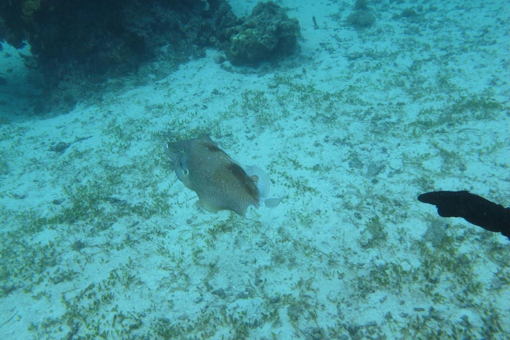Anilao, PHILIPPINES - Cathedral Rock