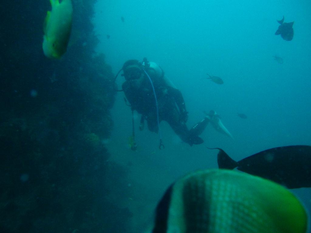 Anilao,PHILIPPINES - Spring Bubble
