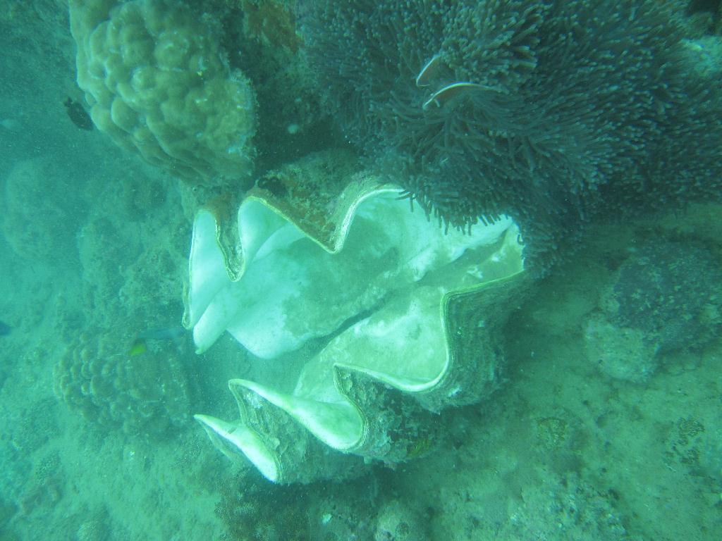 Anilao,PHILIPPINES - Spring Bubble