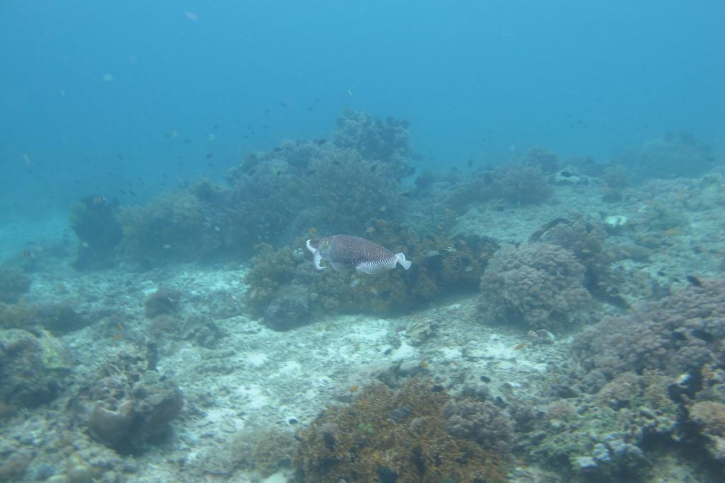 Anilao,PHILIPPINES - Elpinoy