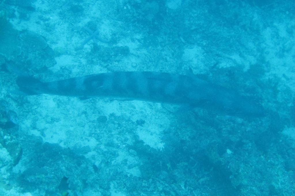 Anilao,PHILIPPINES - Elpinoy