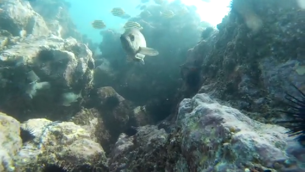 청진다이브11 - 웅짬