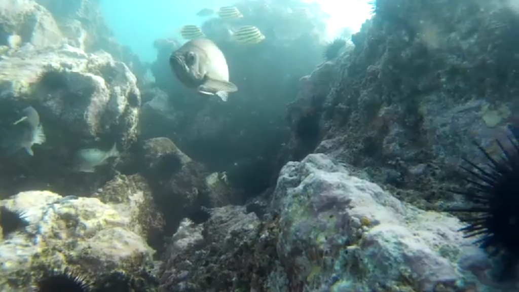 청진다이브11 - 웅짬