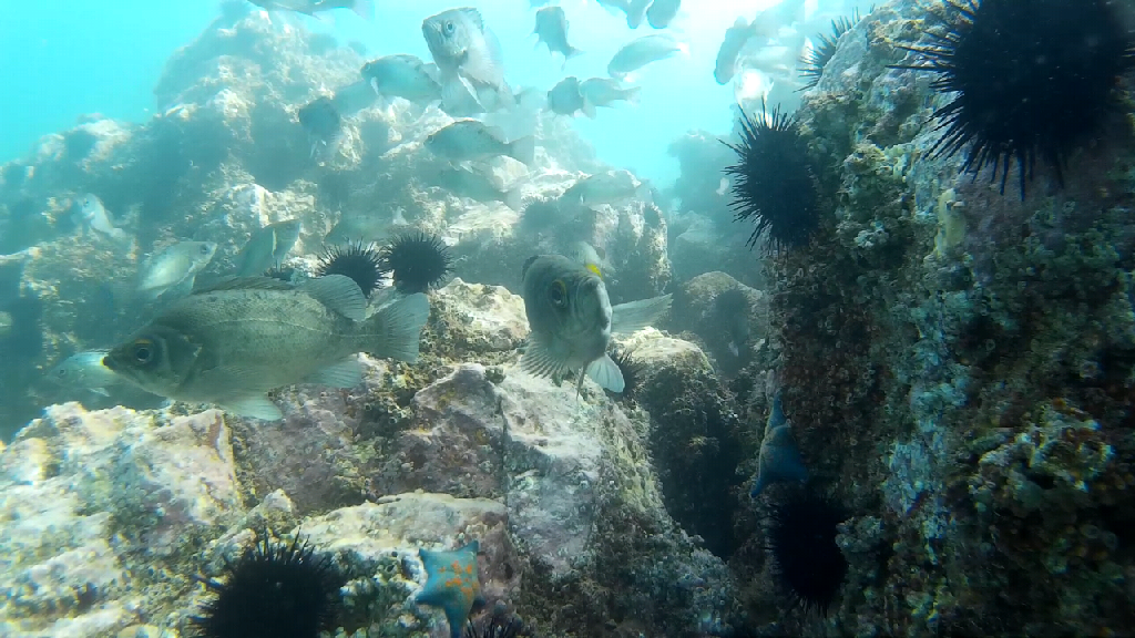 청진다이브11 - 웅짬