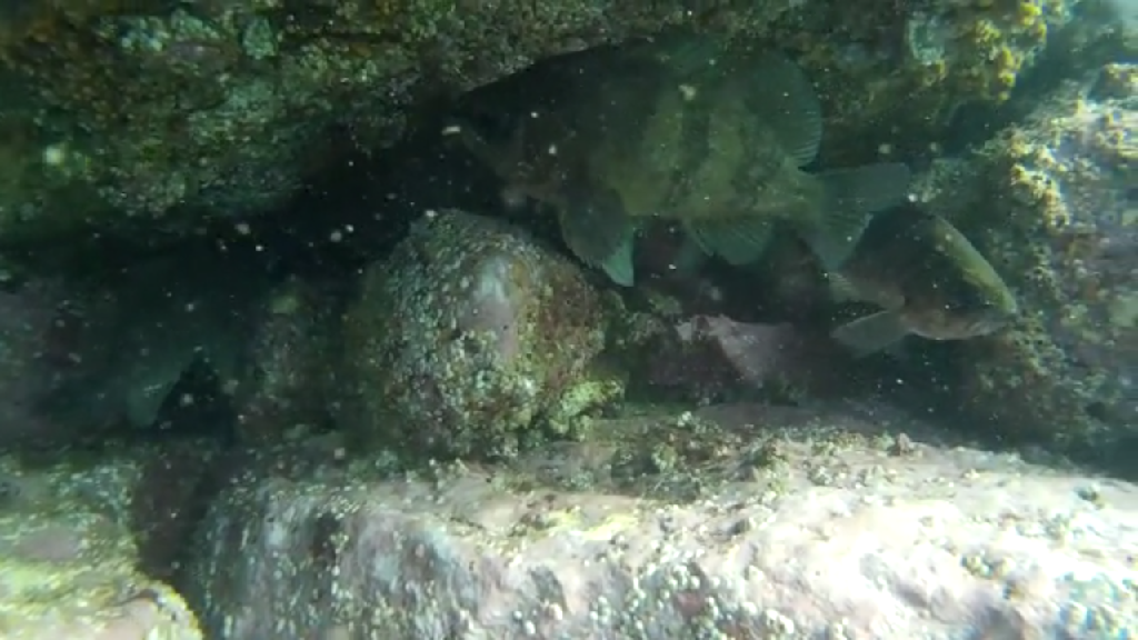 청진다이브11 - 웅짬