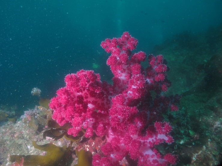 펀다이빙 - 제주도 굿다이버 - 범섬 새끼섬