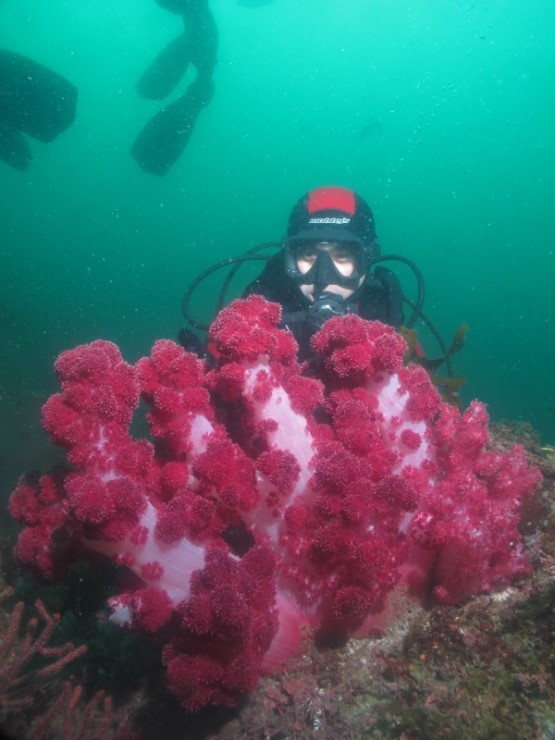 펀다이빙 - 제주도 굿다이버 - 범섬 새끼섬