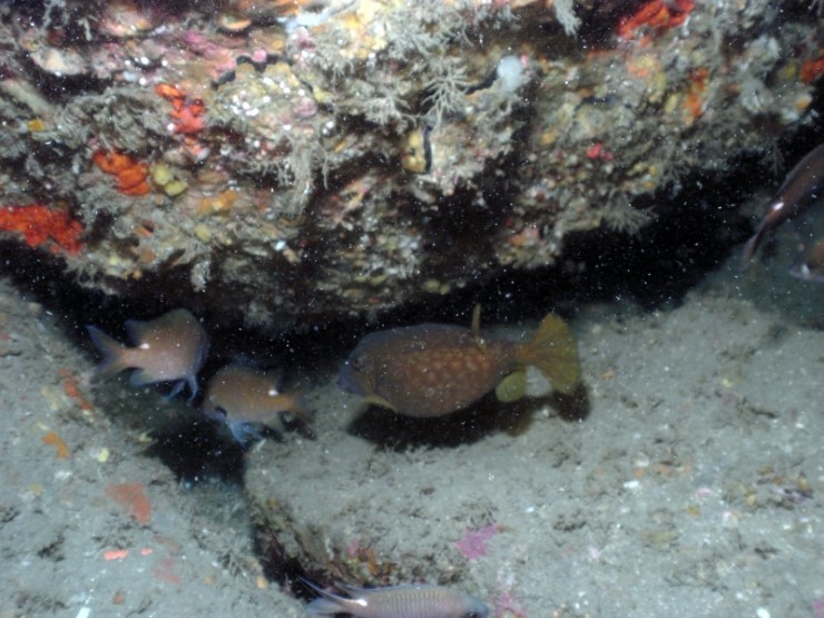 펀다이빙 - 제주도 굿다이버 - 범섬 새끼섬