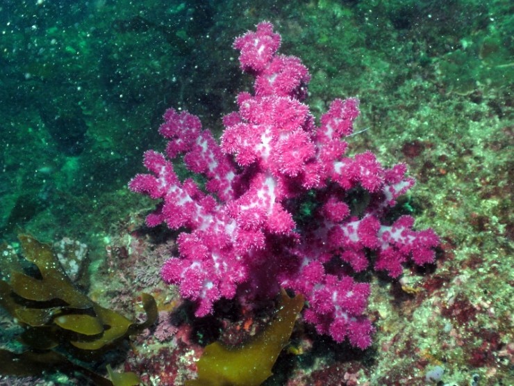 펀다이빙 - 제주도 굿다이버 - 범섬 새끼섬