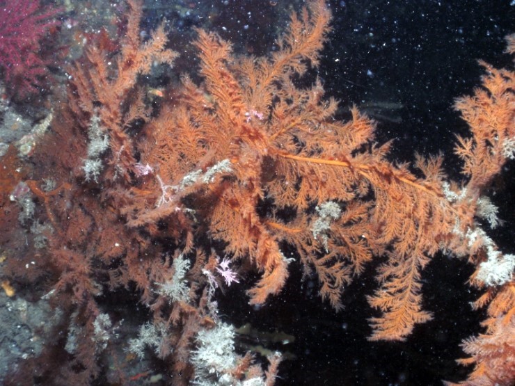 펀다이빙 - 제주도 굿다이버 - 범섬 새끼섬