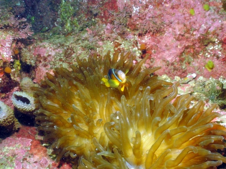 펀다이빙 - 제주도 굿다이버 - 범섬 새끼섬