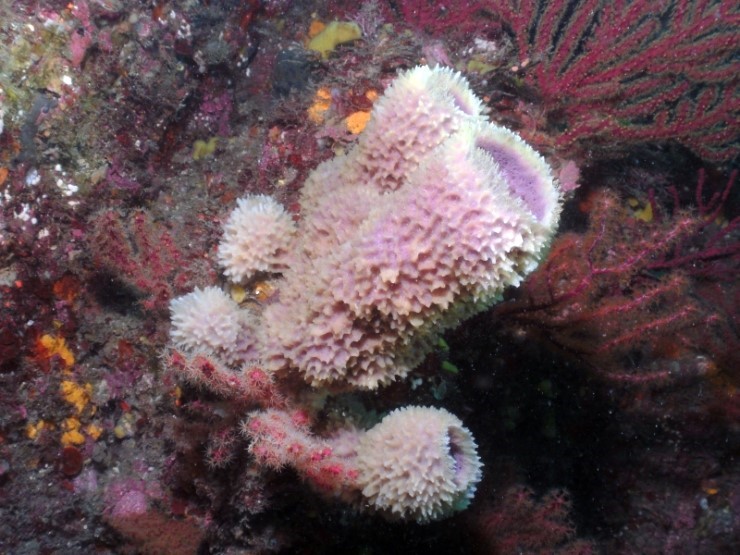 펀다이빙 - 제주도 굿다이버 - 범섬 새끼섬