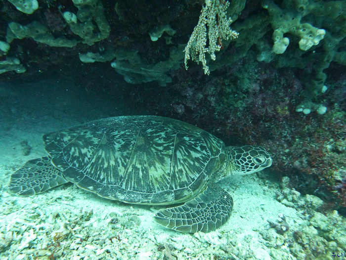 세부 보홀 디퍼다이브 - 발리카삭 다이버스헤븐