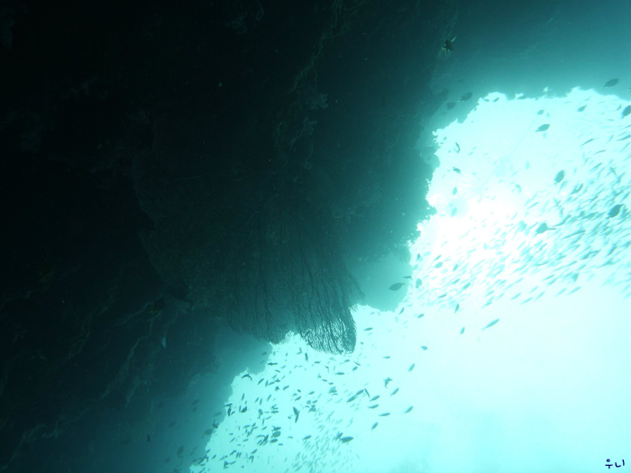 세부 보홀 디퍼다이브 - 발리카삭 다이버스헤븐