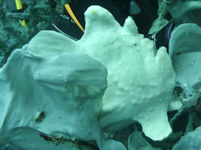 세부 보홀 디퍼다이브 - 발리카삭 로얄가든