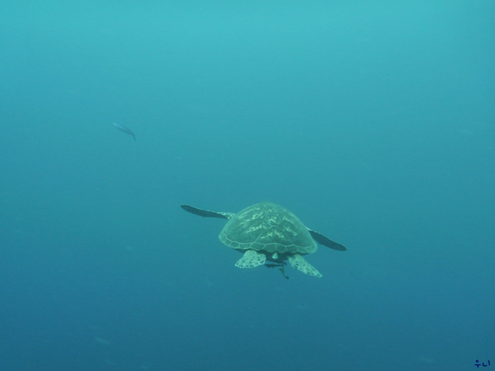 세부 보홀 디퍼다이브 - 발리카삭 마린생츄어리