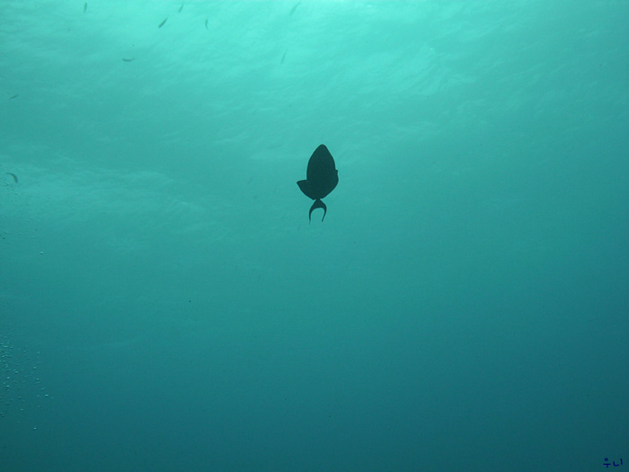 세부 보홀 디퍼다이브 - 발리카삭 마린생츄어리
