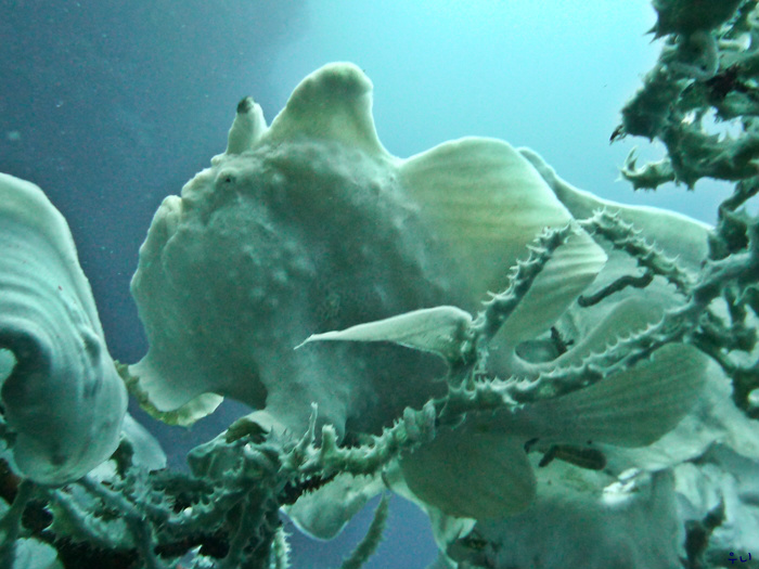 세부 보홀 디퍼다이브 - 발리카삭 로얄가든