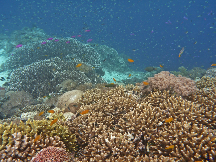 세부 보홀 디퍼다이브 - 발리카삭 다이버스헤븐