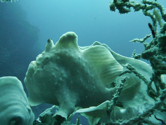 세부 보홀 디퍼다이브 - 발리카삭 로얄가든