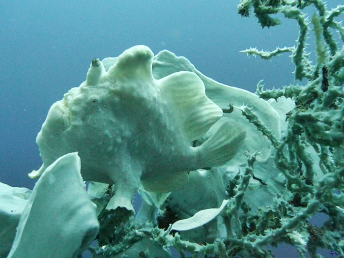 세부 보홀 디퍼다이브 - 발리카삭 로얄가든