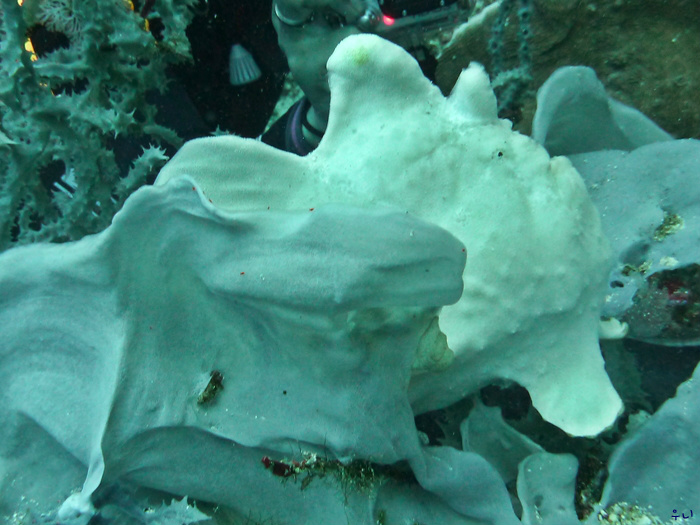 세부 보홀 디퍼다이브 - 발리카삭 로얄가든