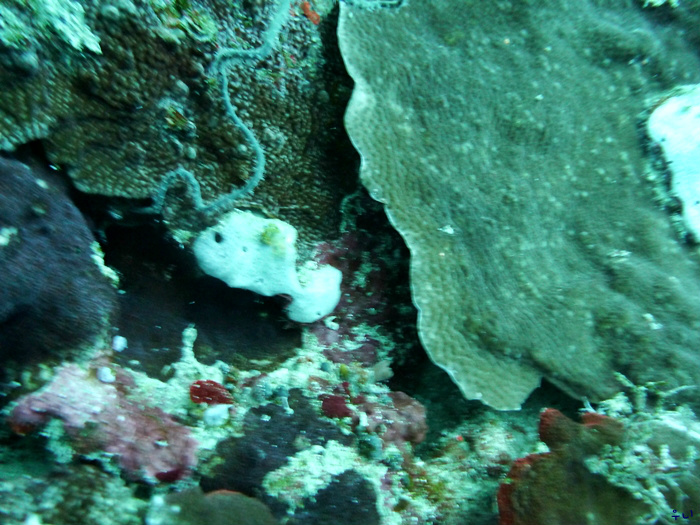 세부 보홀 디퍼다이브 - 발리카삭 로얄가든