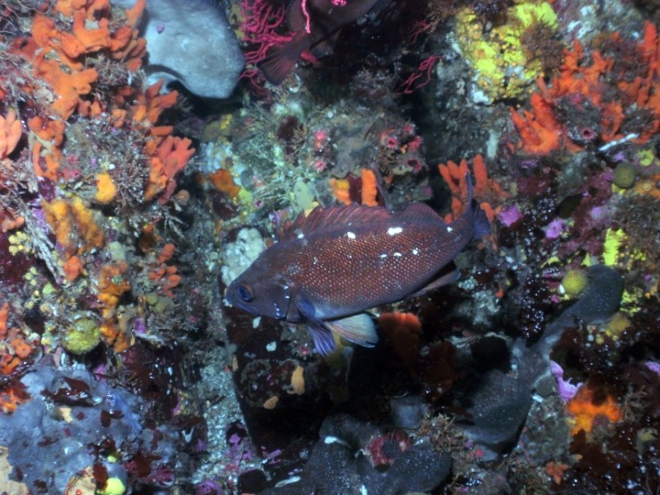 펀다이빙 - 강원도 고성 LF문암리조트 - 낙산대기