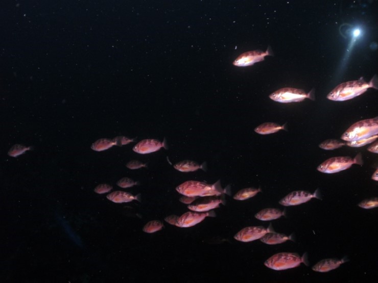 펀다이빙 - 강원도 고성 LF문암리조트 - 낙산대기