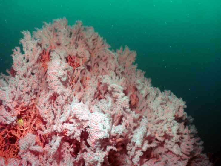 펀다이빙 - 강원도 고성 LF문암리조트 - 낙산대기