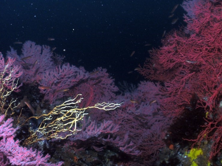 펀다이빙 - 강원도 고성 LF문암리조트 - 낙산대기