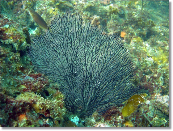 직벽 오른쪽 돌기 - 문섬 새끼섬  - 동쪽 직벽, 