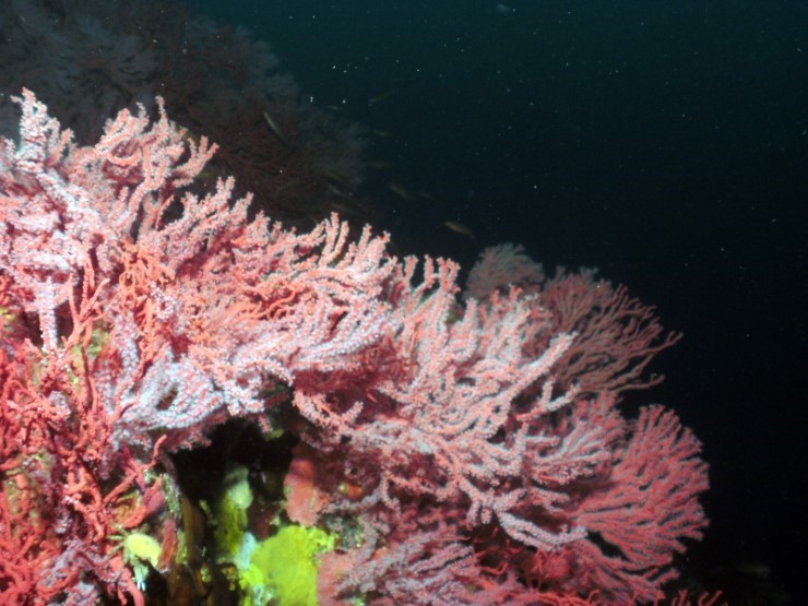 펀다이빙 - 강원도 고성 LF문암리조트 - 낙산